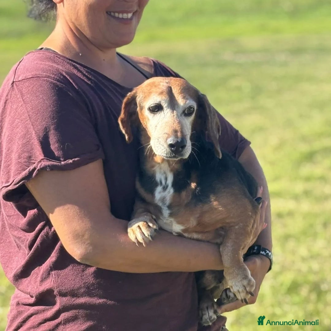 Bassotto cani in regalo: Armando bassotto dolce e gentile cerca casa - Annuncio 3