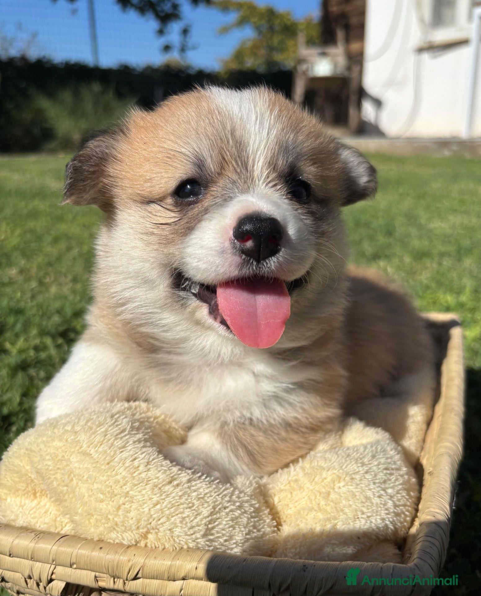 Corgi Pembroke cani Corgi pembroke  - Annuncio 2