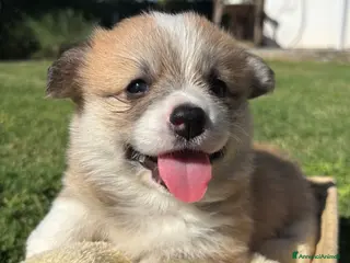 Corgi Pembroke cani Corgi pembroke - Annuncio 2