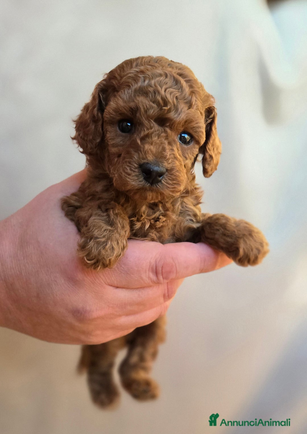 Barboncino Toy cani in vendita: Cucciola Barboncino Toy pedegree Enci  - Annuncio 9
