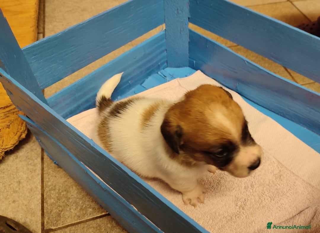 Jack Russell cani in vendita: Cuccioli di jack Russell a Province of Treviso - Immagine 2