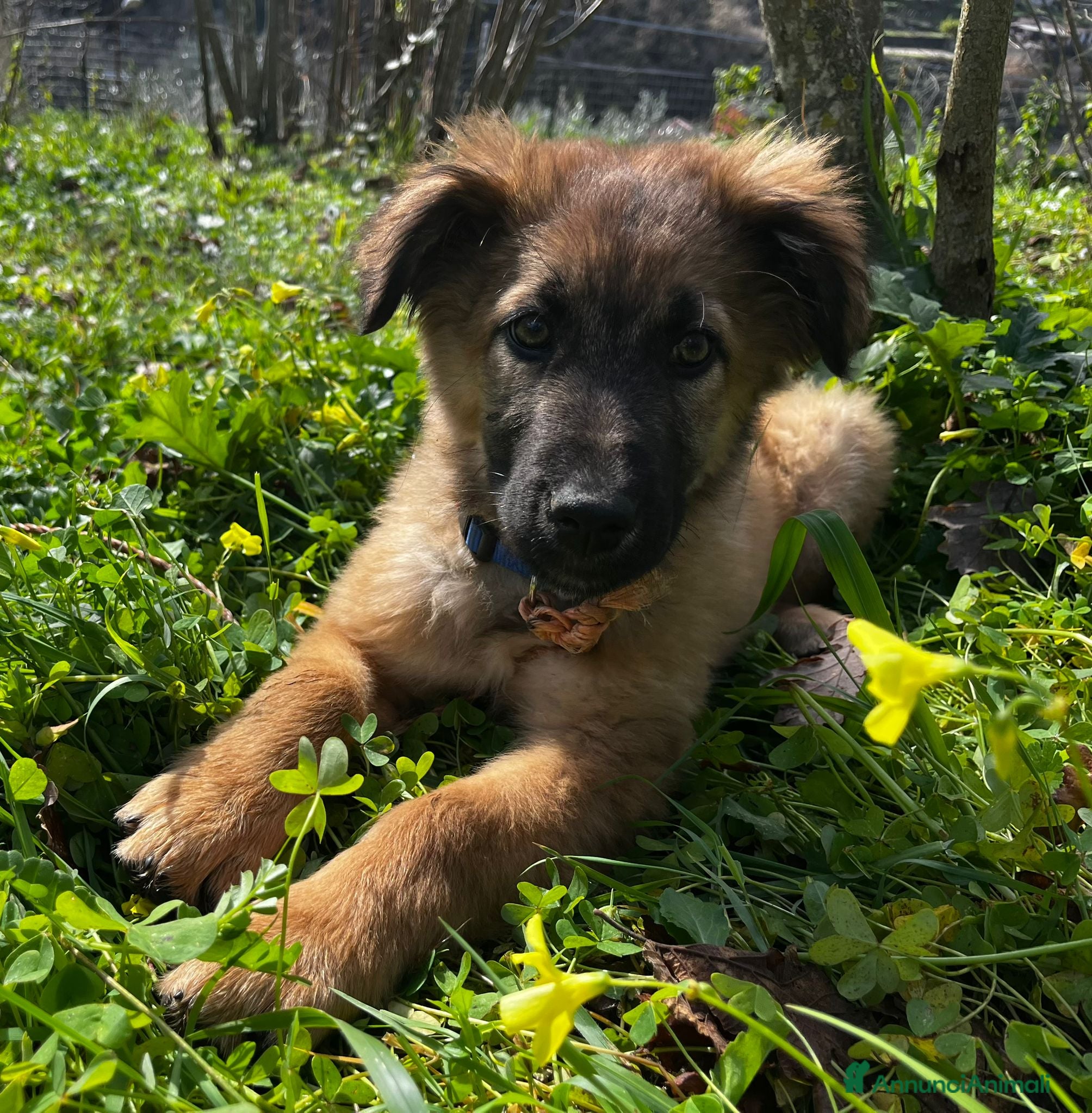 Meticcio cani Vicky cerca casa ❤️ - Annuncio 1