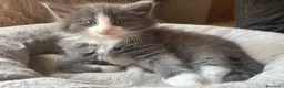 Norvegese gatti in vendita: Gattino cucciolo di gatto norvegese delle foreste a Provincia di Parma - Annuncio 3