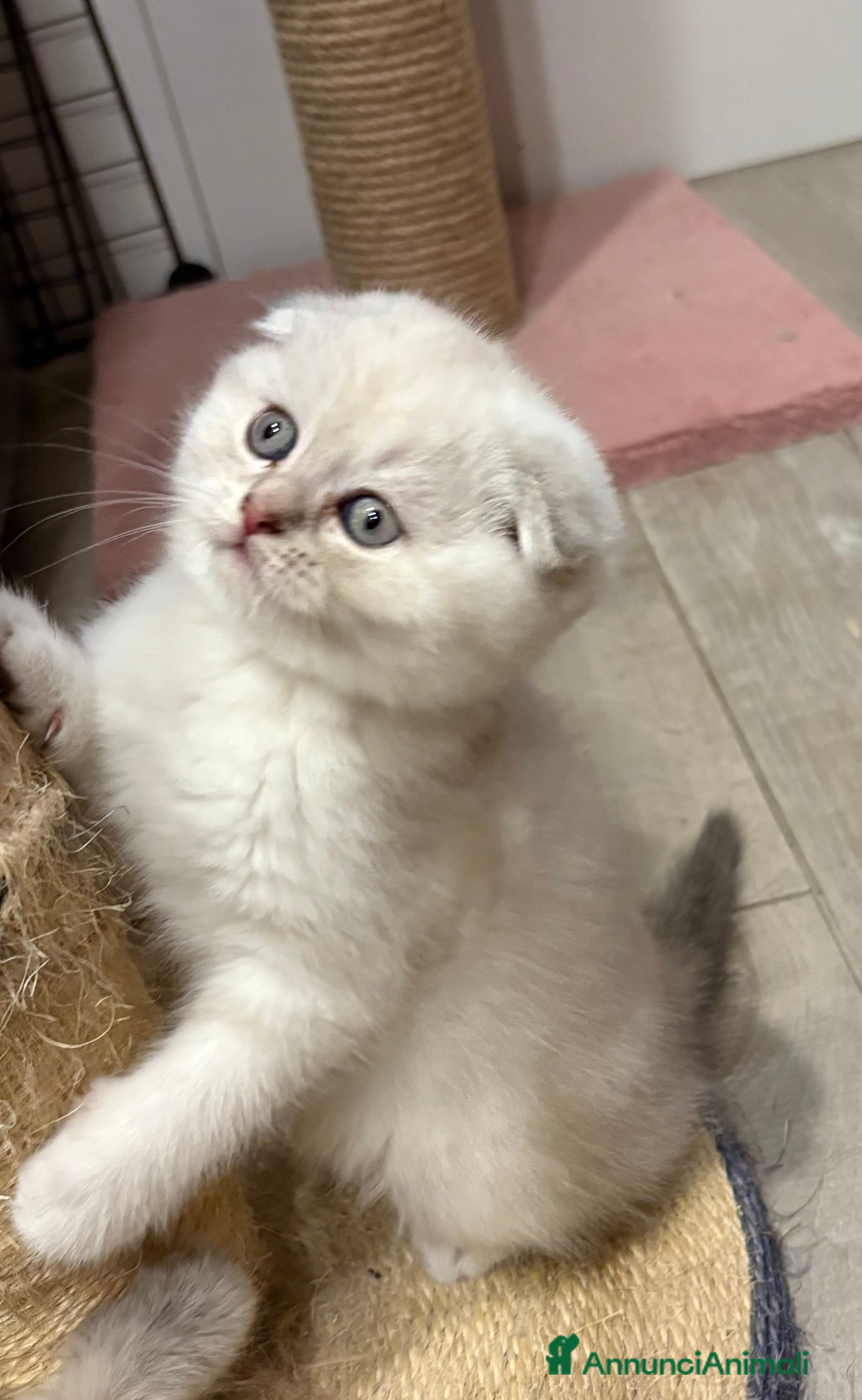 British gatti Scottish fold sthrait  - Annuncio 1