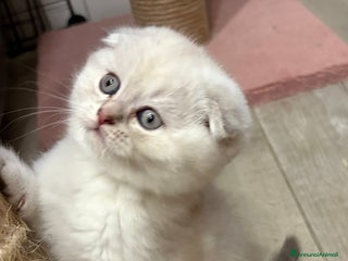 British gatti Scottish fold sthrait - Annuncio 4