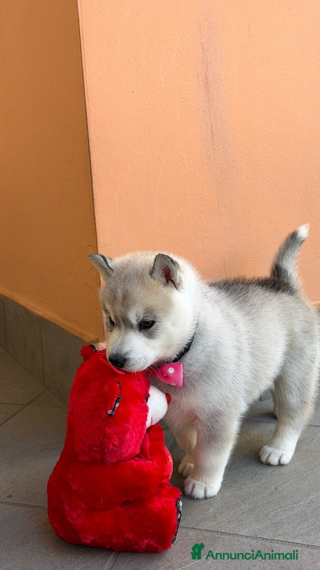 Husky cani in vendita: cuccioli Siberian Husky con pedigree enci - Annuncio 8