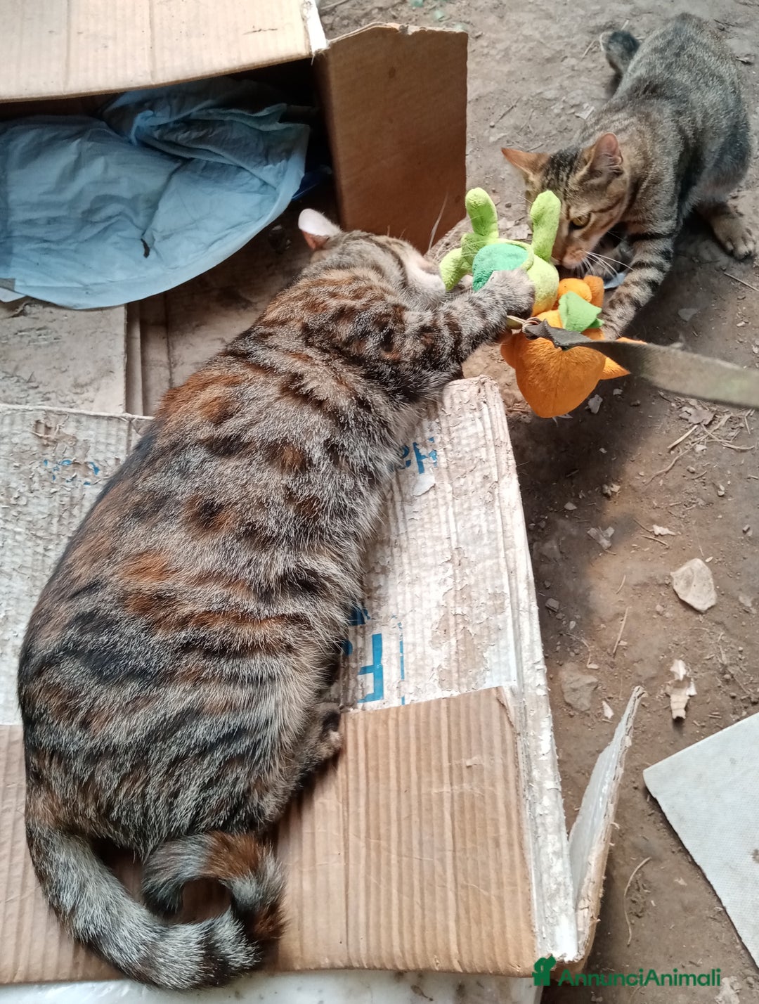 Europeo gatti in regalo: Ultimi della cucciolata - Annuncio 4