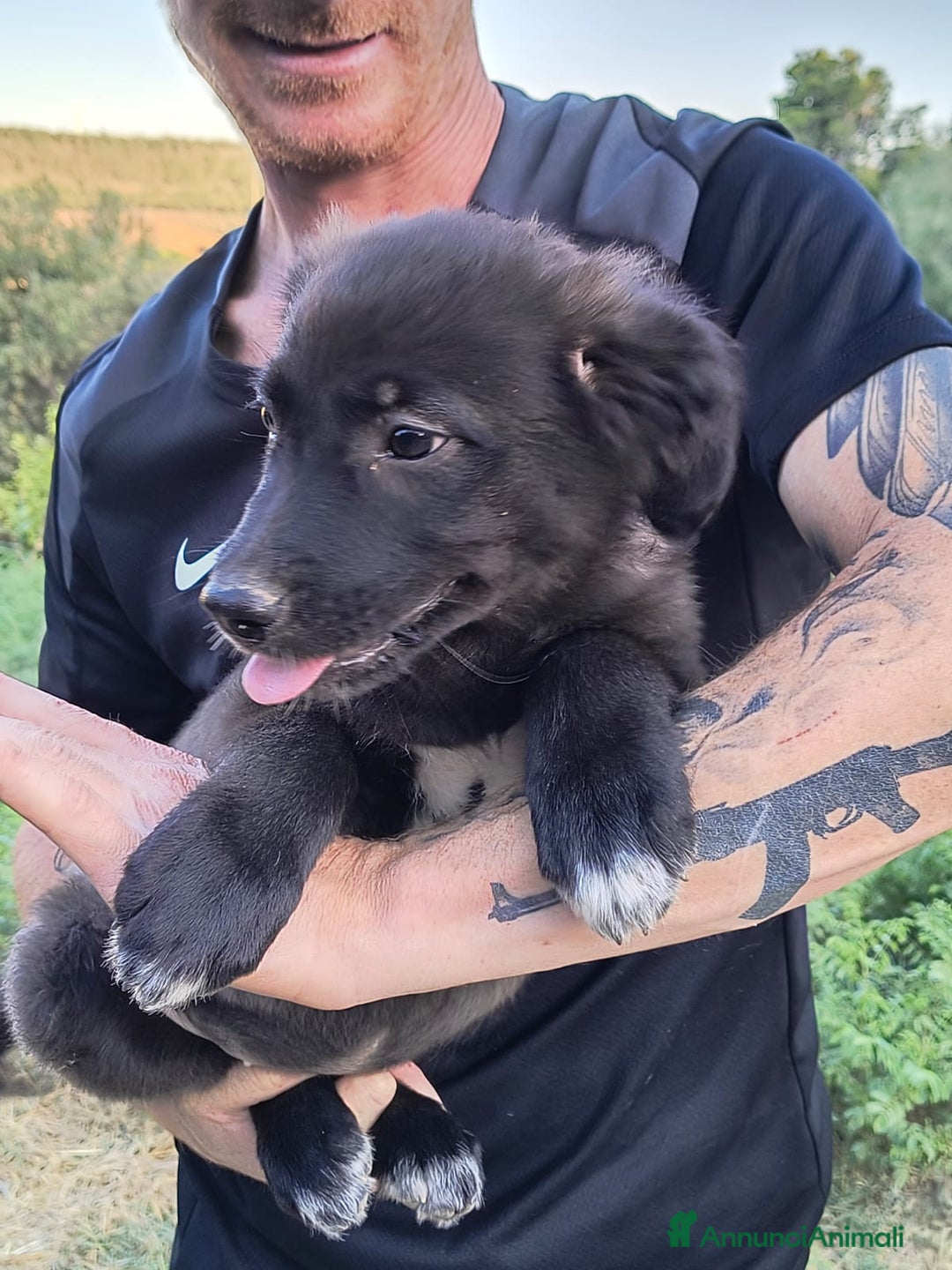 Altre razze cani in regalo: Cuccioli di 3 mesi cercano adozione urgente  a Provincia di Parma - Immagine 23