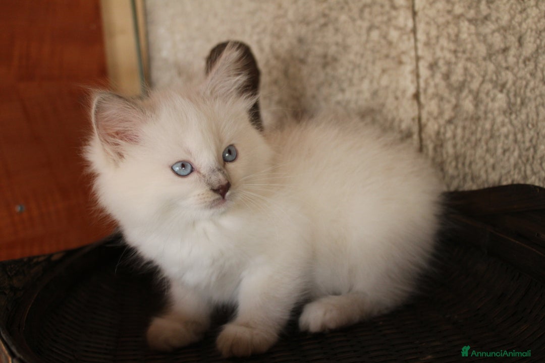 Ragdoll gatti in vendita: Ragdoll cucciolo  - Annuncio 3