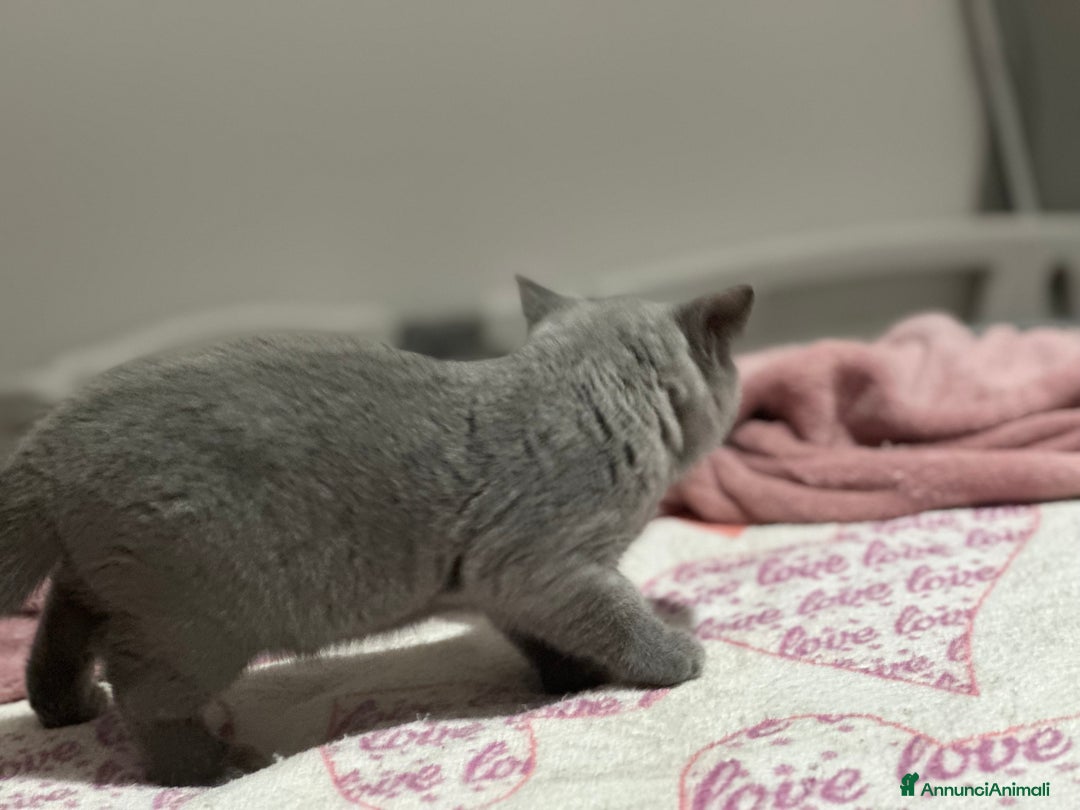 British gatti in vendita: Cuccioli di vero British Shorthair  a Città Metropolitana di Bologna - Annuncio 7