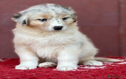 Australian Shepherd cani in vendita: Cucciola Blue Merle - Trinity  a Provincia di Vicenza - Immagine 5