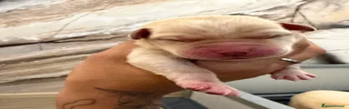 Labrador 3
