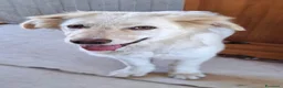Meticcio cani in regalo: EROS 💙 una nuvola bianca con le zampe a Provincia di Perugia - Annuncio 5