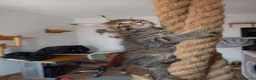 Maine Coon gatti in vendita: Bellissima cucciola Maine coon  - Annuncio 3