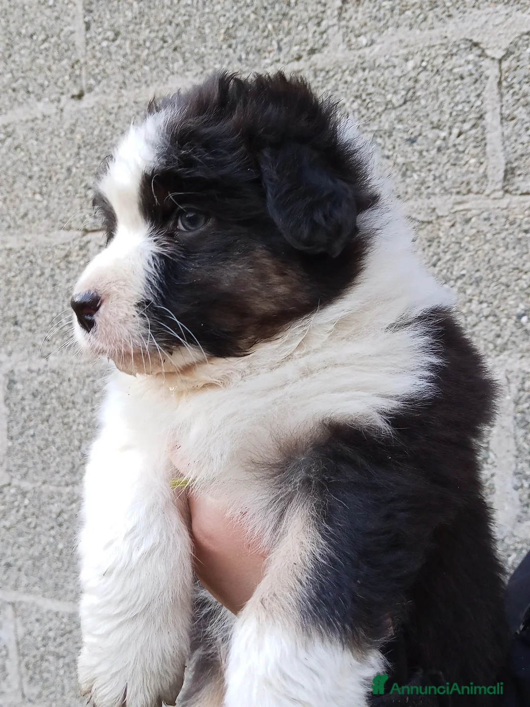 Australian Shepherd cani in vendita: Cuccioli di Australian Shepherd  - Annuncio 4
