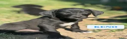 Meticcio cani in regalo: 7 MERAVIGLIE da salvare! Taglia PICCOLA - Annuncio 5