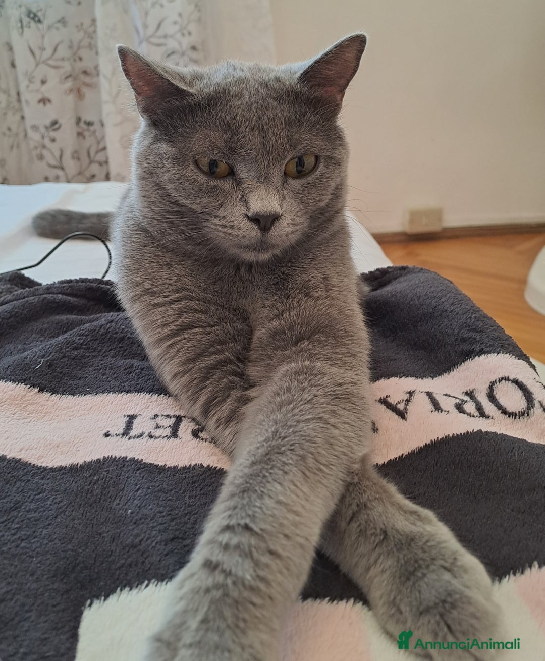 Certosino gatti in vendita: GATTINI CERTOSINI - Annuncio 2