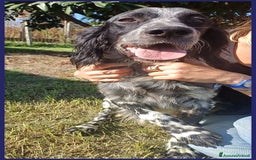 Setter Inglese cani in regalo: ZANZIBAR 2anni stupendo-adatto a tutti - Immagine 5