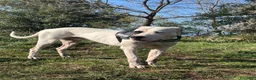 Dogo Argentino cani per accoppiamento: Maschio di Dogo Argentino cerca partner  a Città Metropolitana di Napoli - Annuncio 3