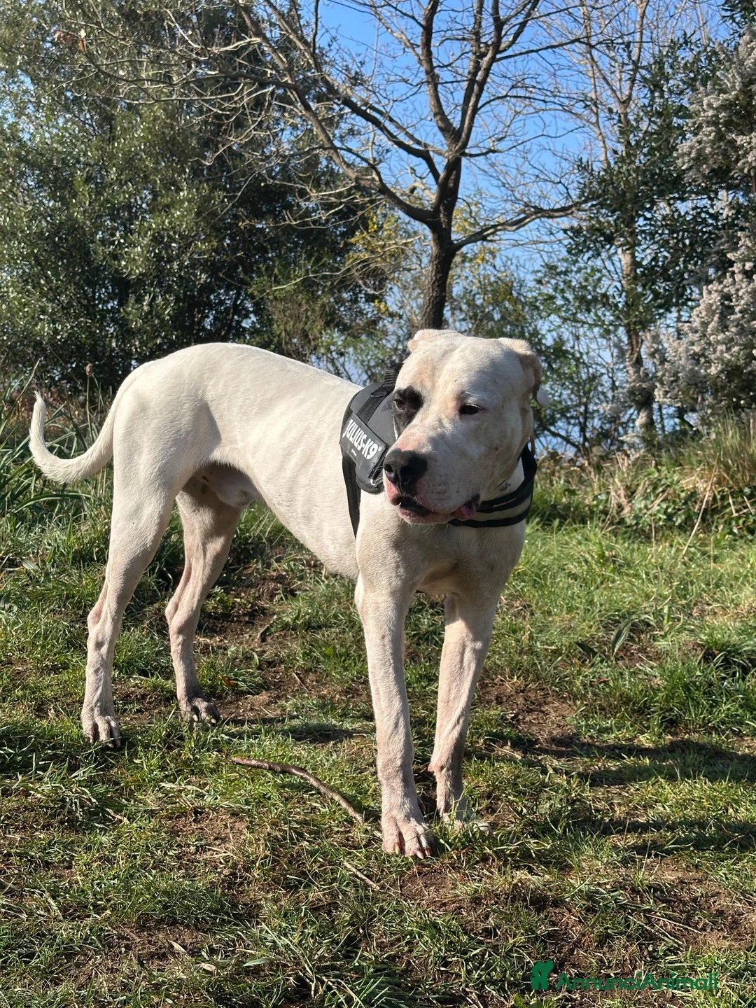 Dogo Argentino cani per accoppiamento: Maschio di Dogo Argentino cerca partner  a Città Metropolitana di Napoli - Annuncio 3