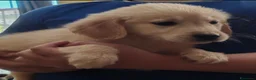 Golden Retriever cani in vendita: Cuccioli golden retriever - Annuncio 3
