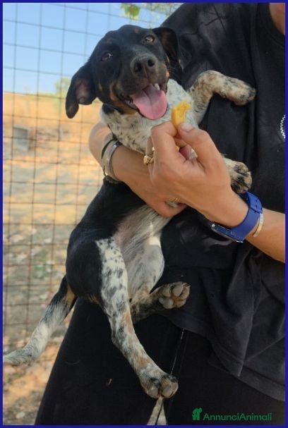 Meticcio cani INCOLLA adorabile cucciolotta - Annuncio 2