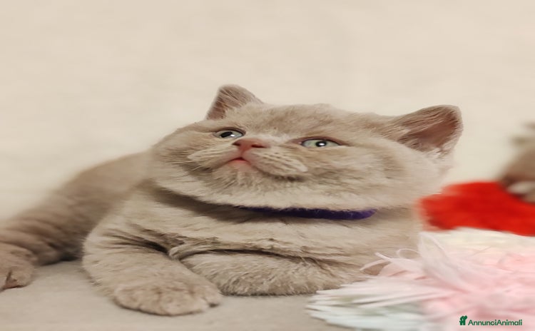 Scottish gatti British S. straight femmina - Annuncio 13