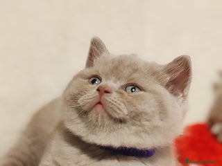 Scottish gatti British S. straight femmina - Annuncio 5