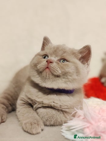 Scottish gatti British S. straight femmina - Annuncio 16