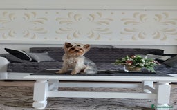 Yorkshire cani per accoppiamento: Maschio Yorkshire Toy per accoppiamento a Provincia di Brescia - Annuncio 9