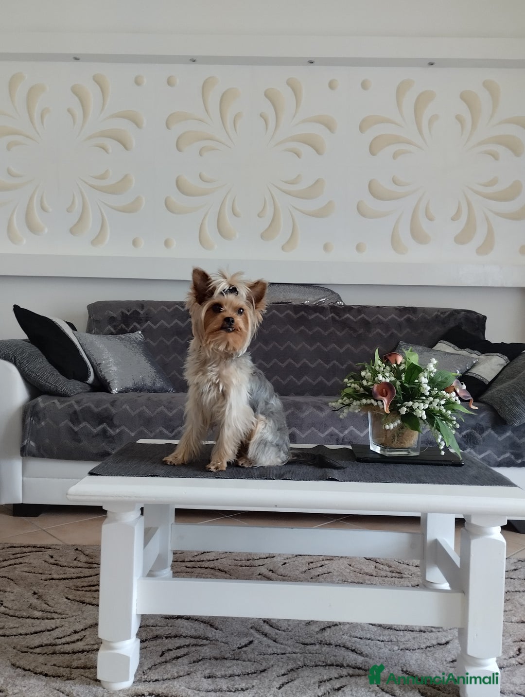 Yorkshire cani per accoppiamento: Maschio Yorkshire Toy per accoppiamento a Provincia di Brescia - Annuncio 9