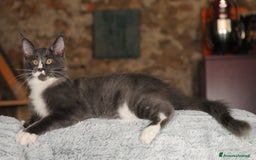 Maine Coon gatti in vendita: Cuccioli di razza Maine Coon pedigree ANFI a Livorno - Immagine 7