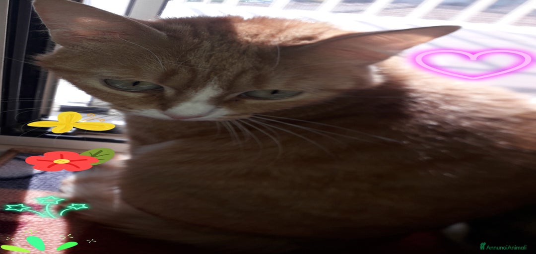 Immagine della galleria {{count}}