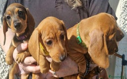 Bassotto cani in vendita: Cuccioli di Bassotto Nano a Città metropolitana di Roma Capitale - Immagine 6