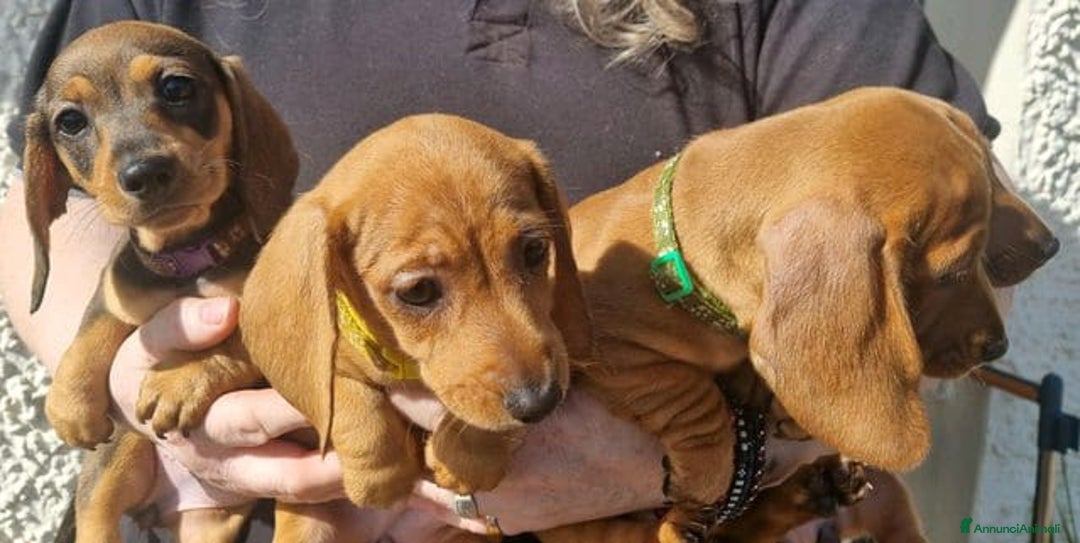 Bassotto cani in vendita: Cuccioli di Bassotto Nano a Città metropolitana di Roma Capitale - Immagine 6