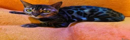 Bengala gatti in vendita: Dolcissima Bellissima gattina Bengala  - Annuncio 2