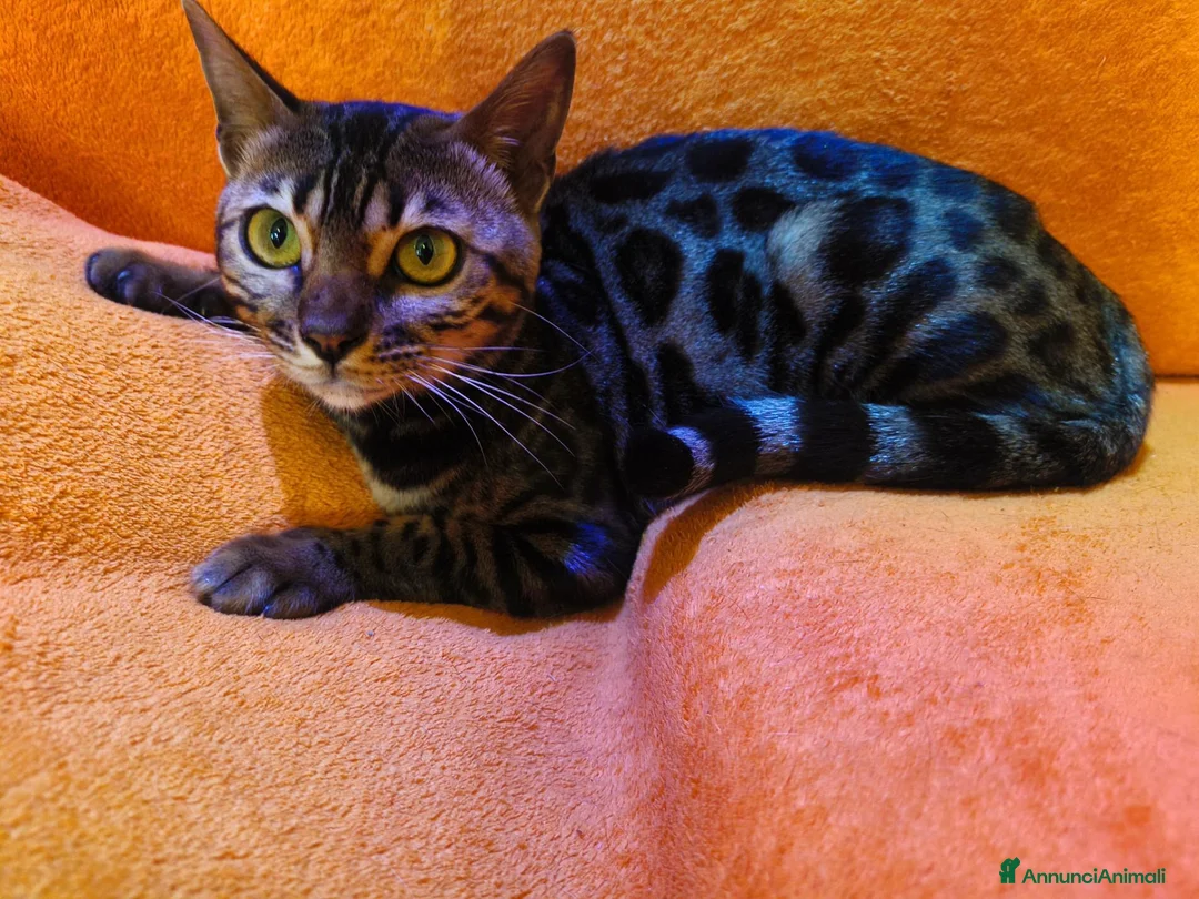 Bengala gatti in vendita: Dolcissima Bellissima gattina Bengala  - Annuncio 2