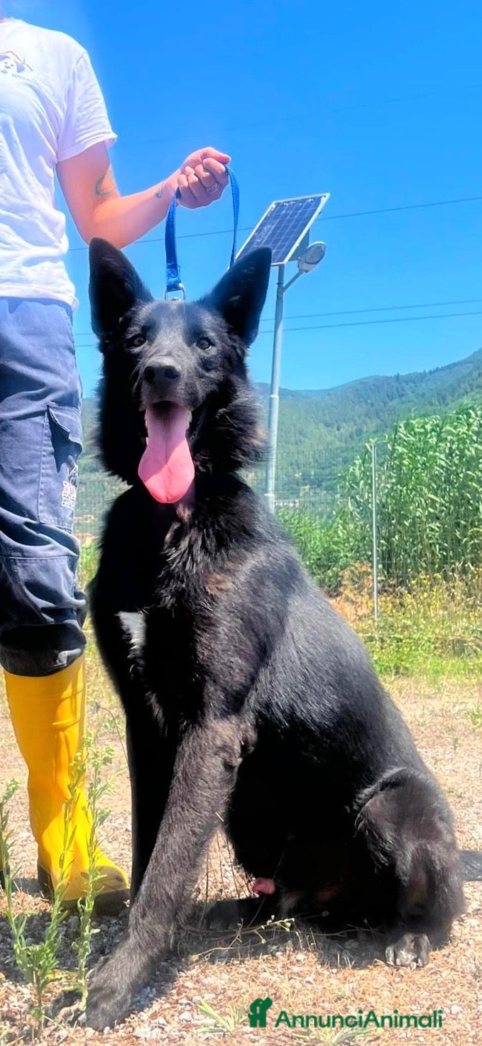 Meticcio cani Alex simil belga - Annuncio 23