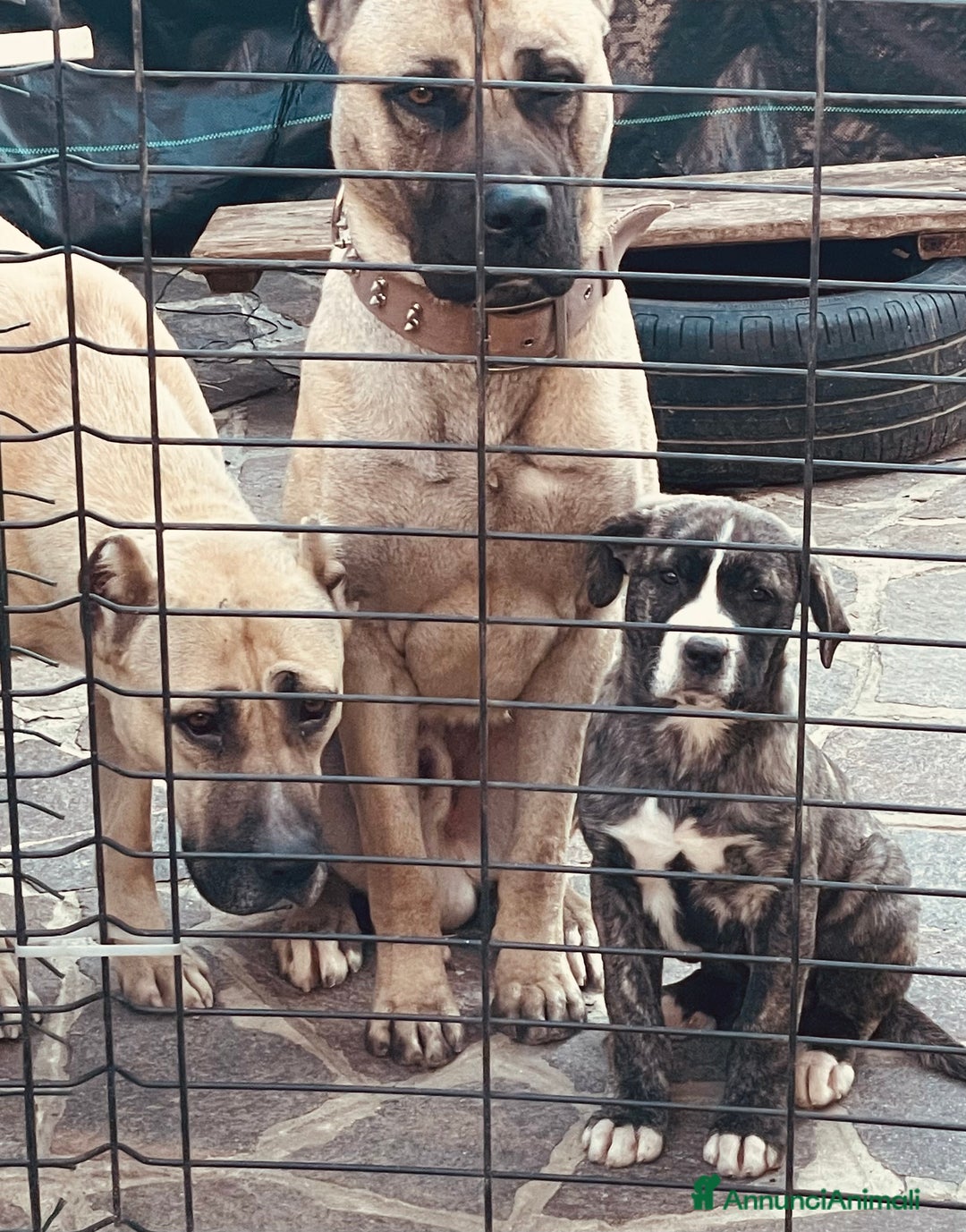 Cane Corso cani in vendita: Cuccioli di Cane Corso D Élite  - Annuncio 3