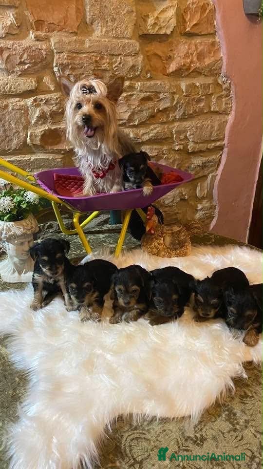 Yorkshire cani Ultimo cucciolo di Yorkshire  - Annuncio 1