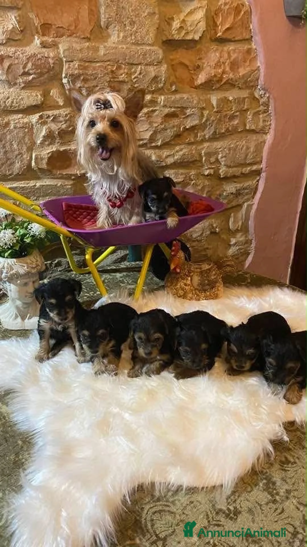 Yorkshire cani in vendita: Ultimo cucciolo di Yorkshire  - Annuncio 1