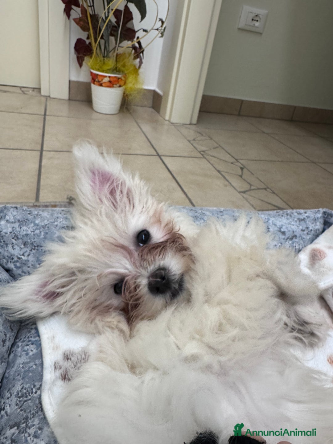 Maltese cani in vendita: Vendo questa maltese - Annuncio 3