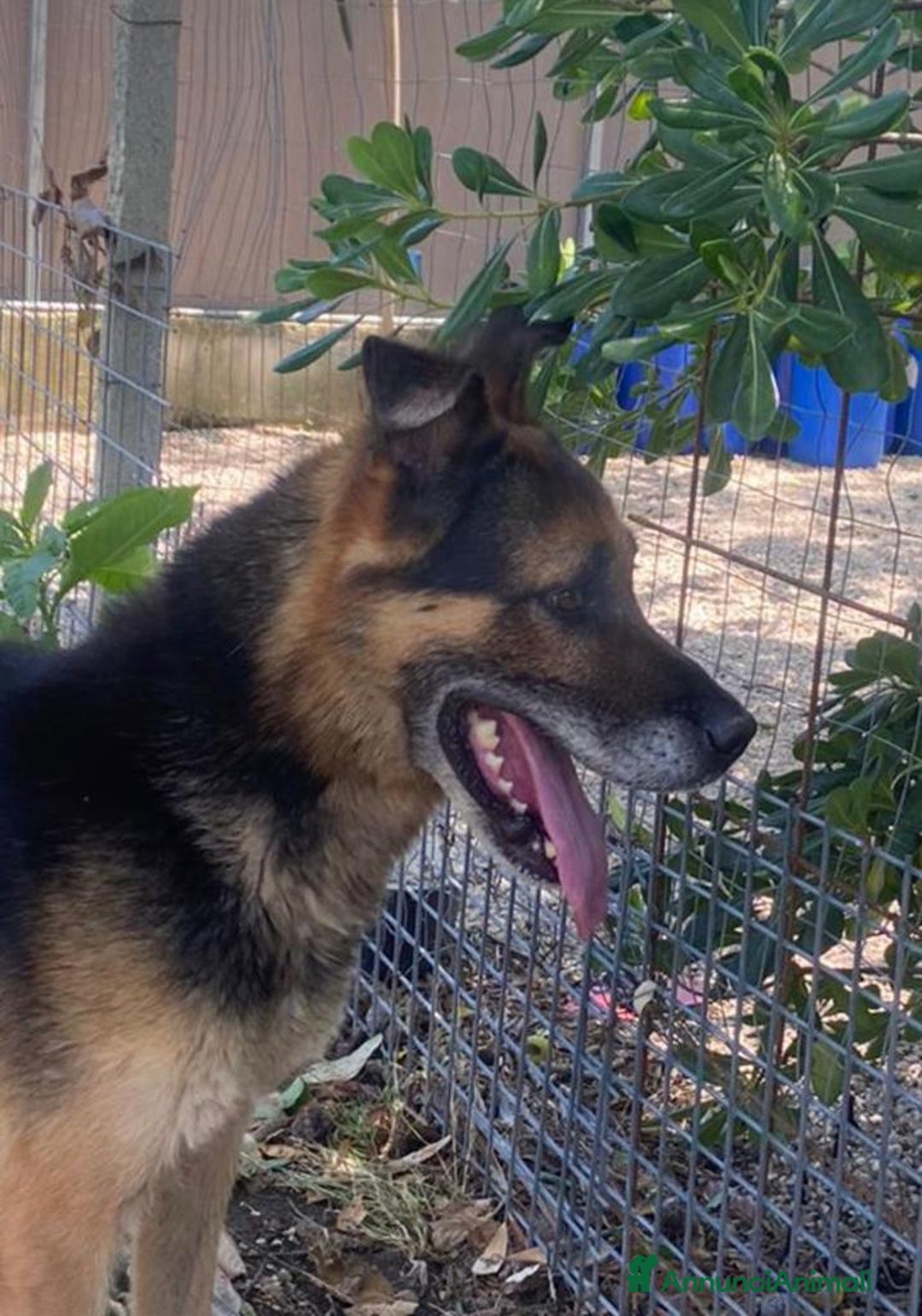 Meticcio cani in regalo: Mix Pastore adulto dalla catena al box NAPOLI SOS a Città Metropolitana di Milano - Annuncio 2