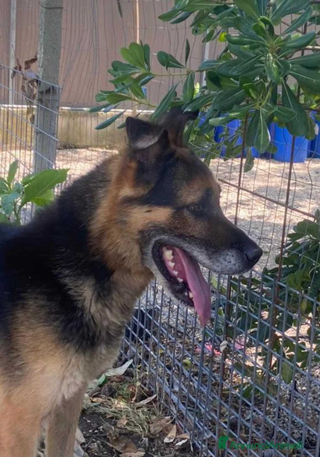 Meticcio cani in regalo: Mix Pastore adulto dalla catena al box NAPOLI SOS a Città Metropolitana di Milano - Annuncio 2