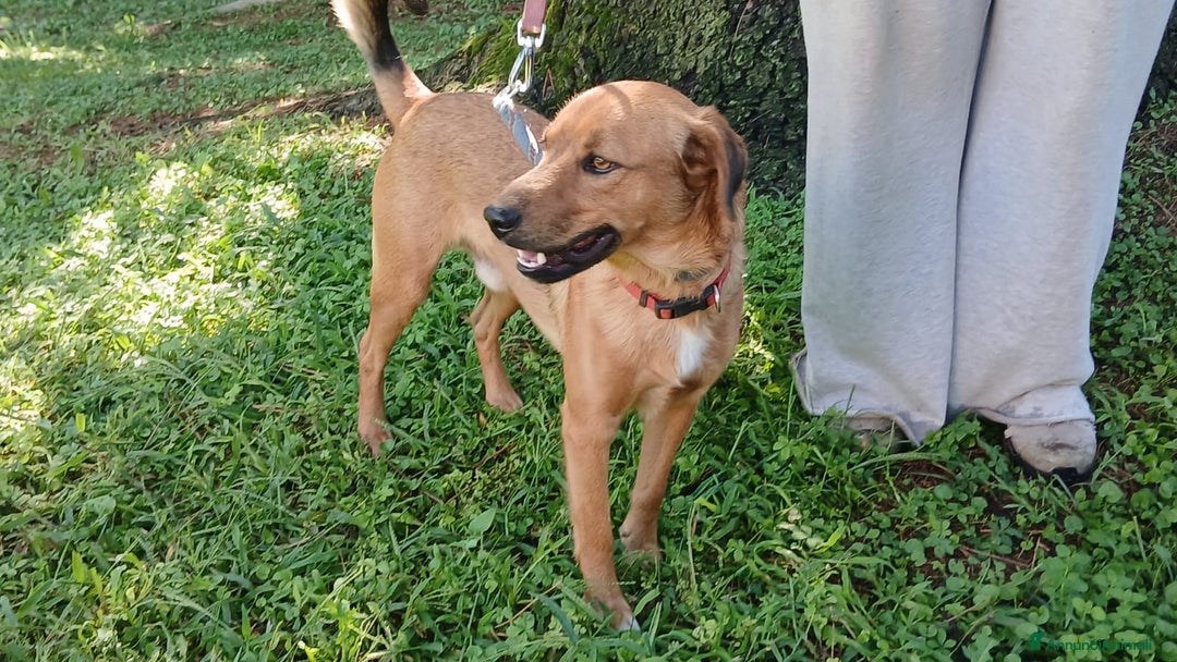 Meticcio cani in regalo: ERNESTO ASPETTA LA SUA MAMMA E IL SUO PAPA' - Annuncio 3