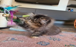 Persiano gatti in vendita: Gattini persiani a Provincia di Padova - Immagine 20