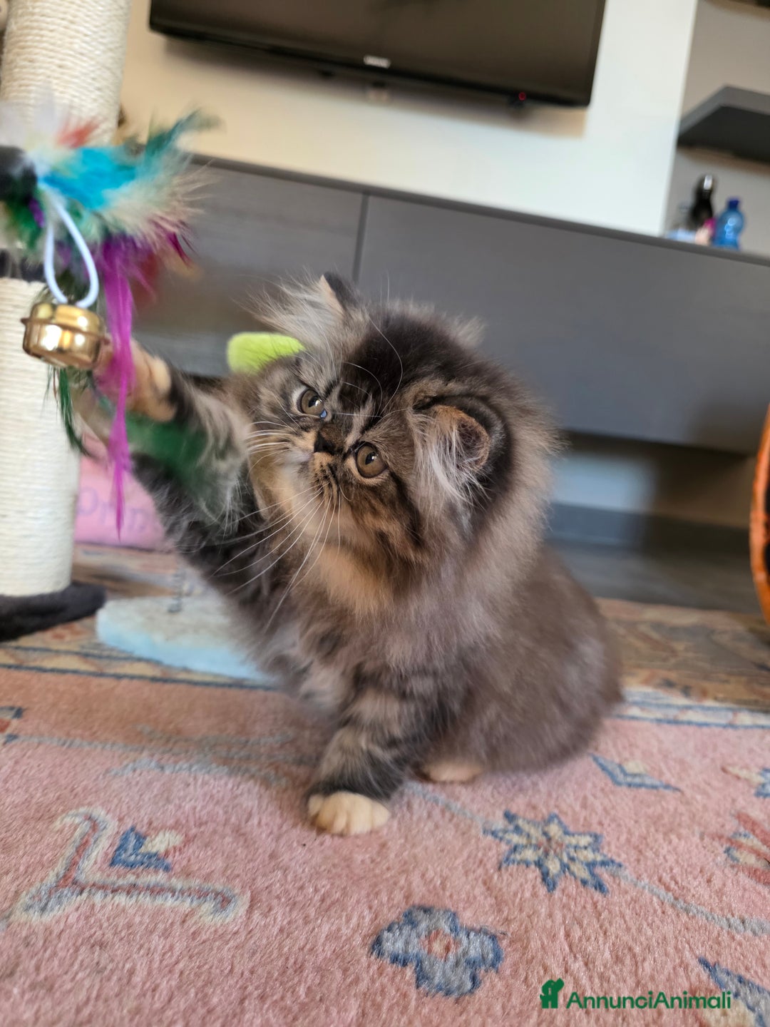 Persiano gatti in vendita: Gattini persiani a Provincia di Padova - Immagine 20