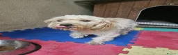 Meticcio cani in regalo: Romina: cucciolotta taglia piccola socievole  - Annuncio 1