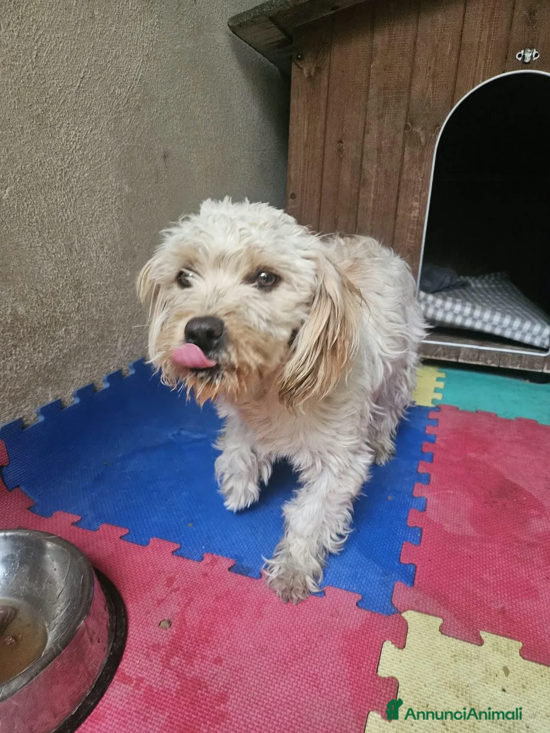 Meticcio cani in regalo: Romina: cucciolotta taglia piccola socievole  - Annuncio 1