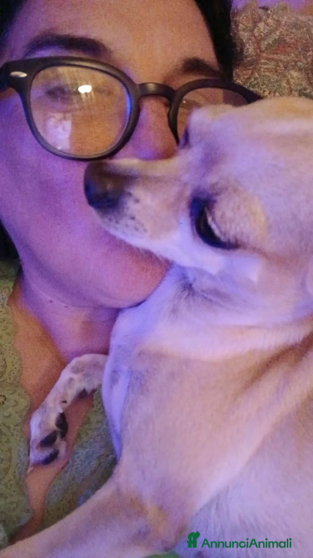 Chihuahua cani in vendita: Chihuahua urgente a brave persone - Annuncio 2